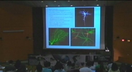 Δίκτυα νευρώνων στον εγκέφαλο: Από τα δεδομένα MRI & f - MRI σε φαινόμενα συγχρονισμού